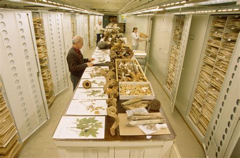 field museum herbarium